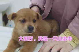 主人买了只串串，一个星期后却生病了，医生检查发现狗狗患上细小图片