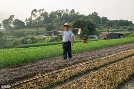 农村承包5亩地，种植桔梗和麦冬，万元成本，一年就能赚八九万图片