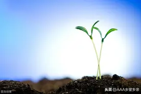 关于硼肥使用10大误区，硼不可替代，与氮磷钾一样重要图片