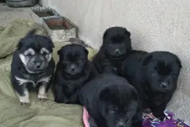 土狗莫名生下一窝崽子，邻居看了其中一只却很兴奋：我要了图片