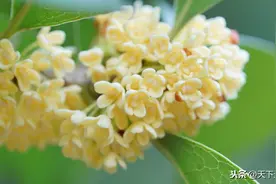 陈家祥诗作｜咏桂，七律图片