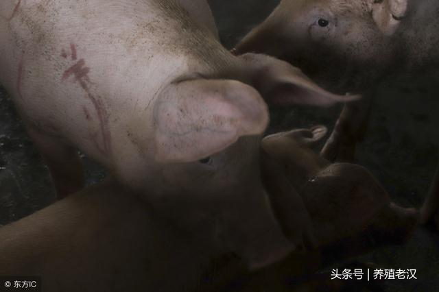 猪场用药不能瞎搞，用药的目的是什么，有啥不良反应？