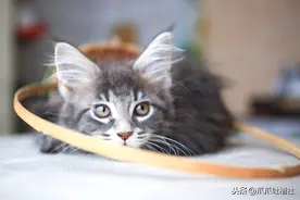 每天抱着猫进卧室睡，他差点被猫挠得毁容了图片