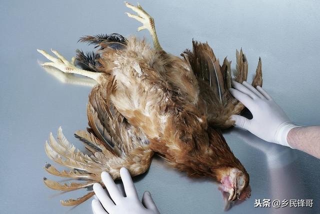 小苏打治疗鸡皮肤