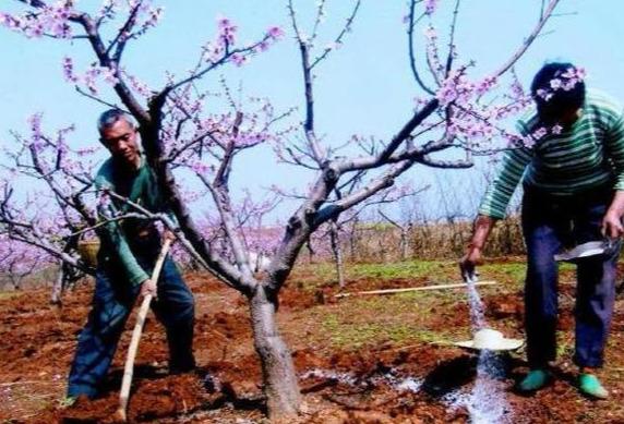 开春果园施肥，为什么必须补氮肥，而尿素却千万不能撒？