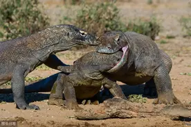 科莫多岛的“巨龙传说”，致命的科莫多巨蜥图片