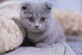 猫也要时常清理毛发，“脱毛季”到底多难熬？图片