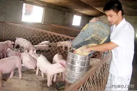 今年养猪还可以进入吗？给准备养猪人的建议图片