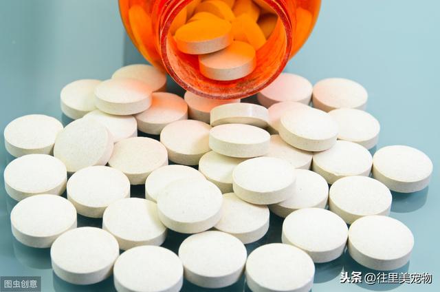 科普：养狗，这6种营养物质，缺一不可