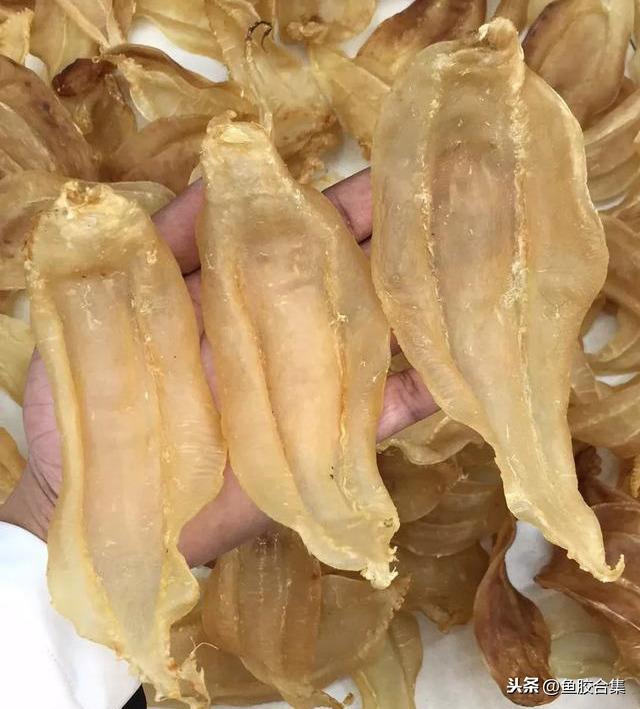 长长的是什么花胶 2026年细长的花胶