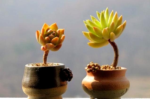经国家调查现在养花草植物的人非常的多,尤其是养多肉植物的很多,因为