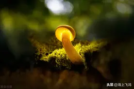 余秀华：《写给李健》的痛苦心经图片