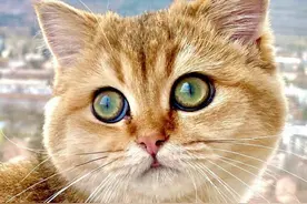 发现一只可爱的猫咪，你会喜欢它吗？图片