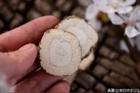 中药白芷，用于湿疹、牛皮癣、黄褐斑等皮肤病，古代曾用来美容图片