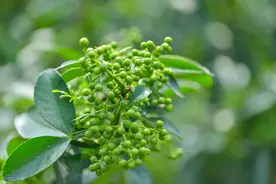 花椒树怎样修剪？图片