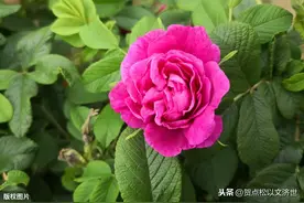 真挚纯洁的友谊，仿佛永不枯萎的红玫瑰（美文）图片