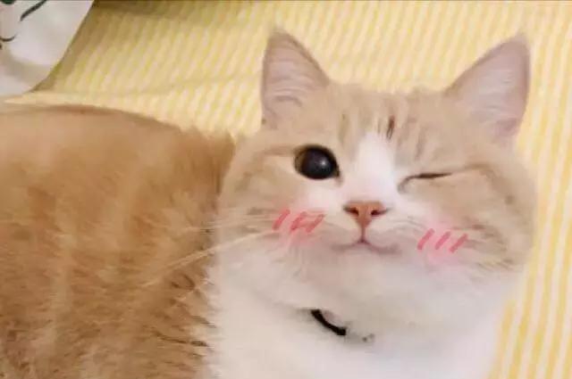 涓€娆惧彿绉?鈥滀笂甯濆垱閫犵殑鐗欒啅鈥?姊呭ゥ鍖婚櫌閮芥槸鎸囧畾瀹?缃戝弸锛氫竾鑳? onerror=