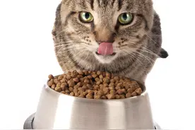 还在买猫粮？大家都在用这两个办法在家自做猫粮啦！健康还营养图片
