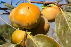 柿子育苗术，掌握这些实用的方法，能让苗产量提高，还保证存活率图片