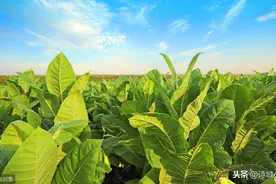 香烟很多人都抽过，但烟草怎么种植的你知道吗？可不像种红薯那样图片