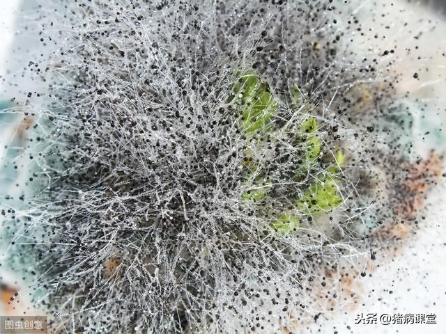 防霉剂和脱霉剂在饲料中的应用