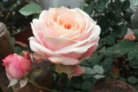 彗星王阳台，优秀的盆栽月季，花色美艳，四季勤开花，养护很简单图片