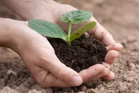 茄子地膜覆盖栽培有哪些应用效果？图片