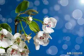 春天里，摄影怎么把“梨花白、紫玉枝”古诗画面，拍出唯美意境？图片