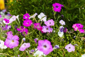 萧遥：镇长日记——修路记图片