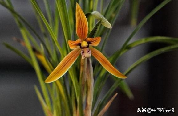 教师节到了！能送给老师的除了鲜花束，还有这几种花