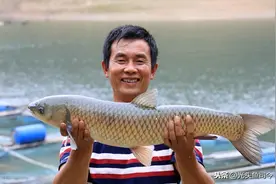 草鱼的“悲哀”！产卵量高达120万枚，为何野外几乎销声匿迹？图片