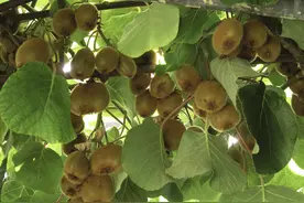 猕猴桃的“恶果”：从火爆到众人嫌弃，猕猴桃已成“猕猴逃”？图片