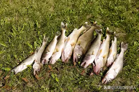 伪钓鱼人卷土重来！打着钓鱼的幌子进行捕捞！再不制止等着被禁钓图片