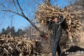 5旬夫妇留守偏远山村，种20亩玉米养3头牛，辛苦一年能挣多少钱图片