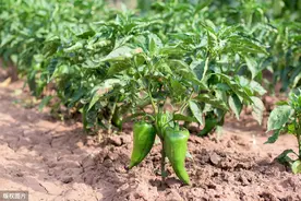 早椒王辣椒高效栽培技术，选育的优良新椒品种，提高农民经济效益图片