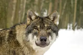 不该发生的惨祸——饿狼两次闯进窝棚最终叼走孩子，教训惨痛图片