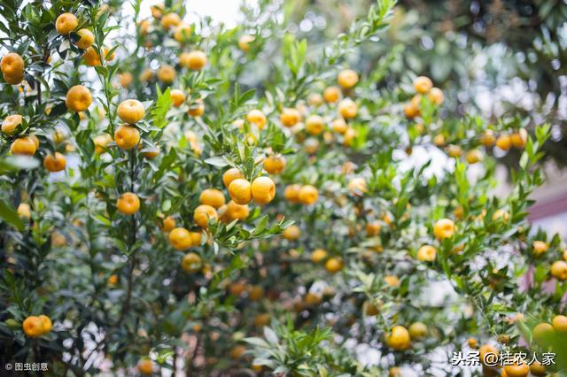 柑橘为什么容易出现中微量元素缺乏？ 怎样矫治柑橘缺素症呢？