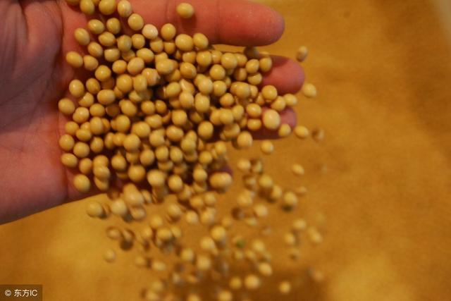 豆粕价格居高不下将推动低蛋白日粮研发？