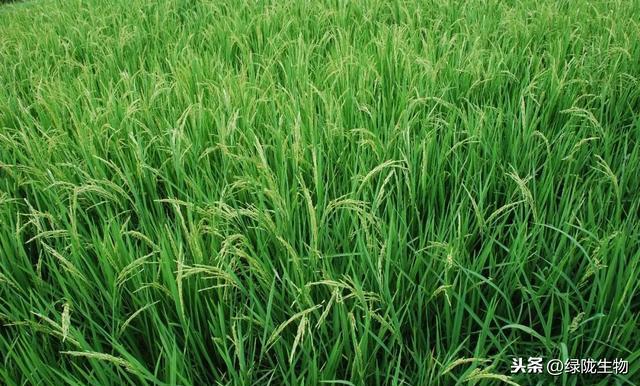 氨基酸肥料的9大优势