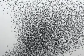 为什么故宫一到半夜，上空都是乌鸦？究竟有何玄妙？图片