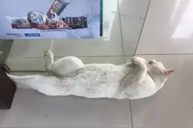 上班前忘记给猫开空调，回来被它的反应逗乐了：这是热到变形了吗图片
