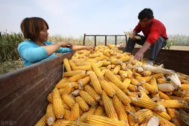 两亩地青玉米杆卖完，我才懂什么是粮食危机，这话并非危言耸听图片