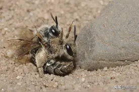 当蜂群失去蜂王以后，全体工蜂做的一个决定，堪称识大体顾大局图片