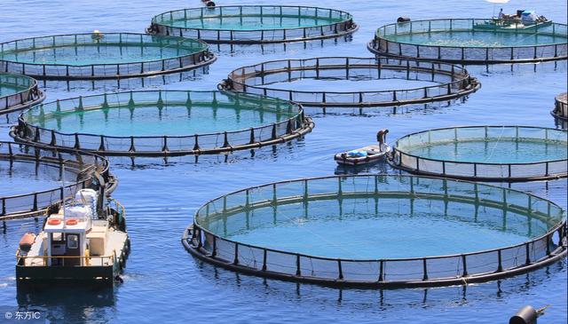 诱鱼剂，俗称小药，它到底是什么物质有如此神奇的效果？