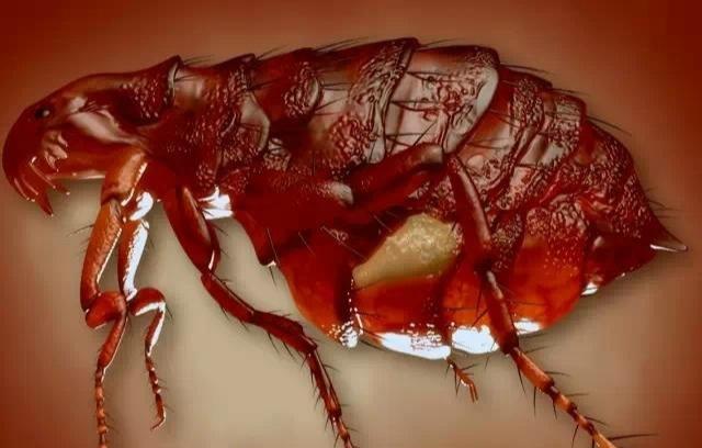 再滴一点水,用手按一下,如果说是红色或者是暗红色的话,就是跳蚤排泄