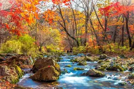 东北秋摄｜中华枫叶大道/红叶谷/红海滩/鸭绿江断桥摄影之旅图片