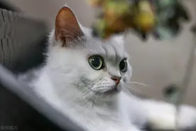 美甲丨魔幻星空猫眼制作图片