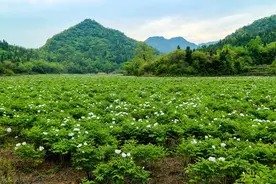 被誉为植物油中的“茅台”，如今泡沫破裂，牛皮吹破了？图片