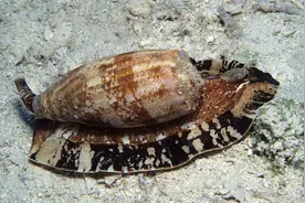 世界上最毒的生物有哪些？别看它们长得漂亮，毒性可不小图片