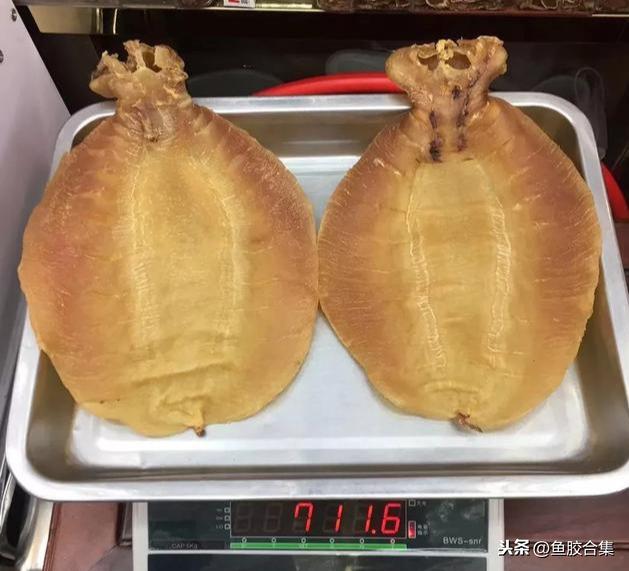 墨西哥花胶品种 2026年墨西哥花胶品种大全